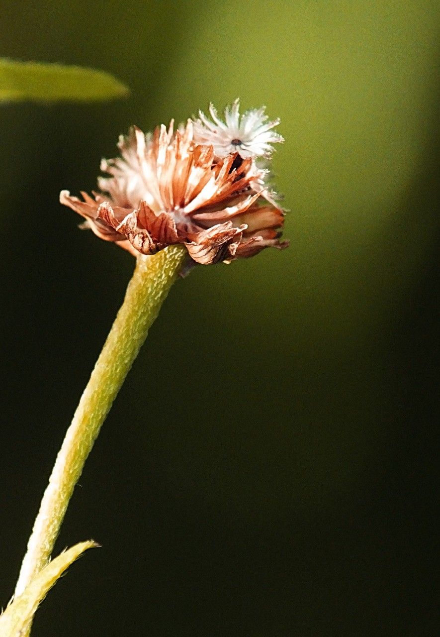 Taken Oct 6, 2015 by Tela Botanica − Jacques MARÉCHAL (cc-by-sa)