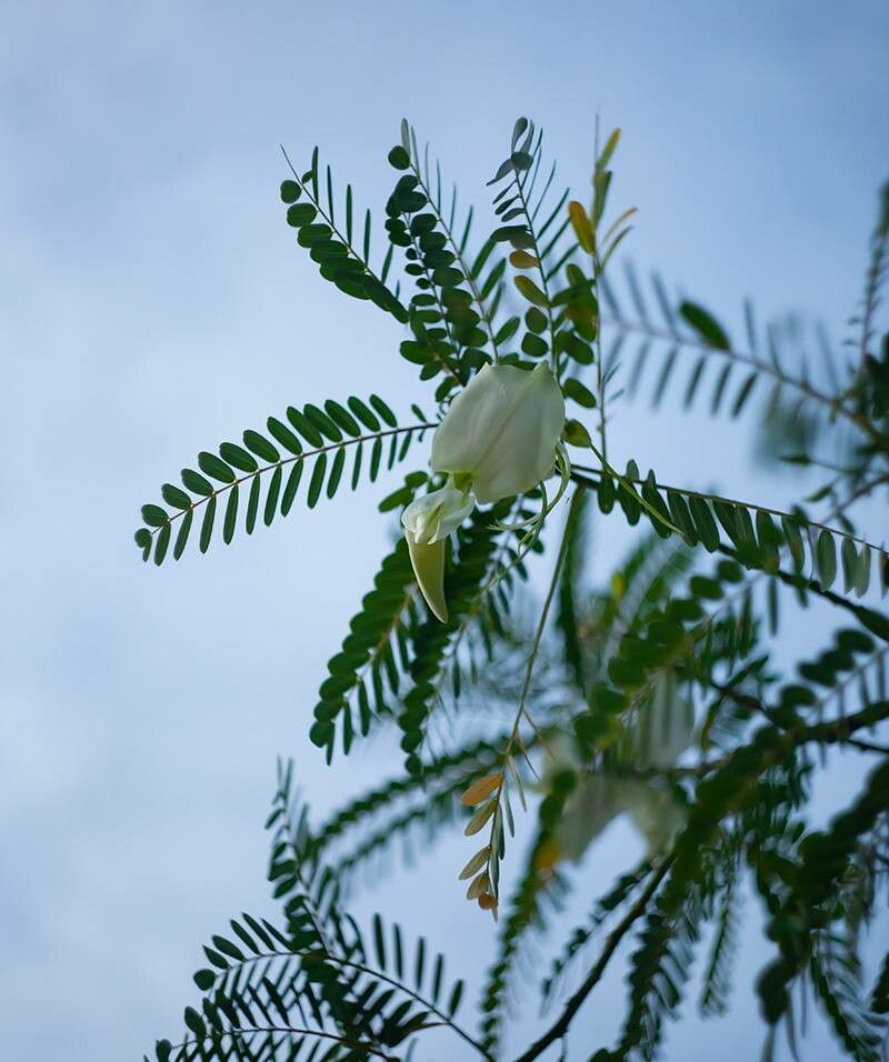 Sesbania grandiflora (L.) Pers., August-flower (Useful plants) - Pl ...