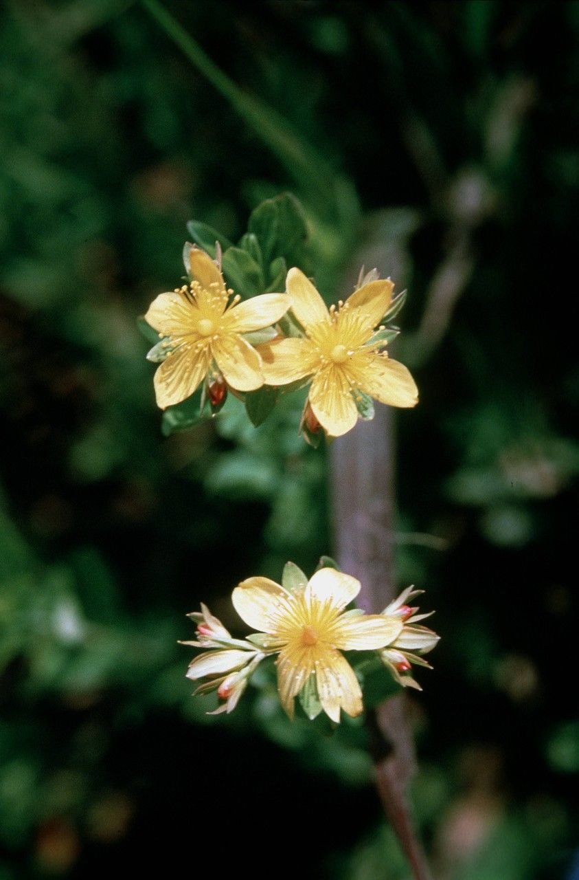 Taken Jan 1, 1900 by EOL − WVU Herbarium (cc-by-nc-sa)