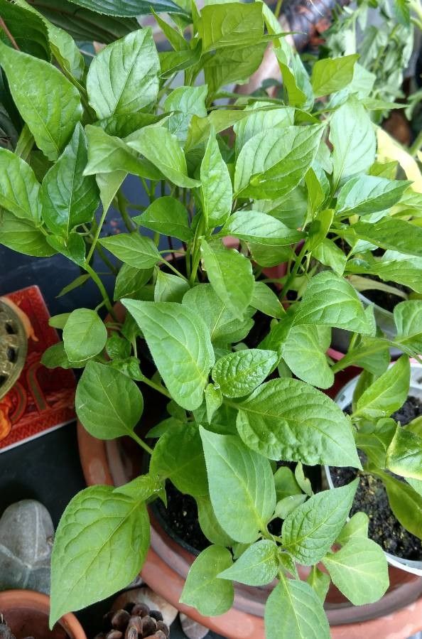 Capsicum Pubescens Ruiz Pav Chamburoto Plantas Utiles Pl Ntnet Identify