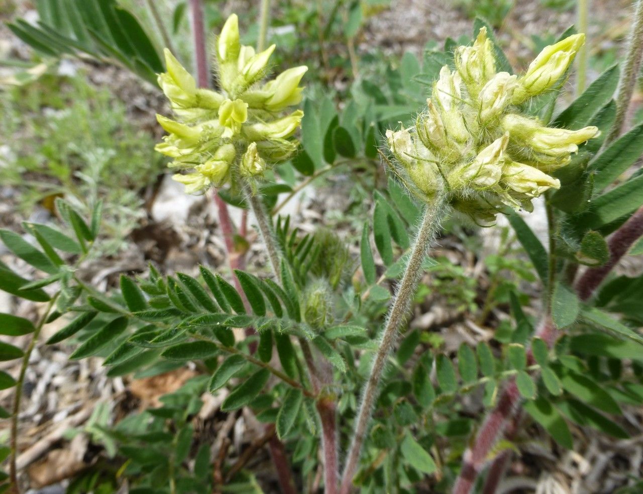 Taken May 15, 2014 by Tela Botanica − Françoise DUMAS (cc-by-sa)