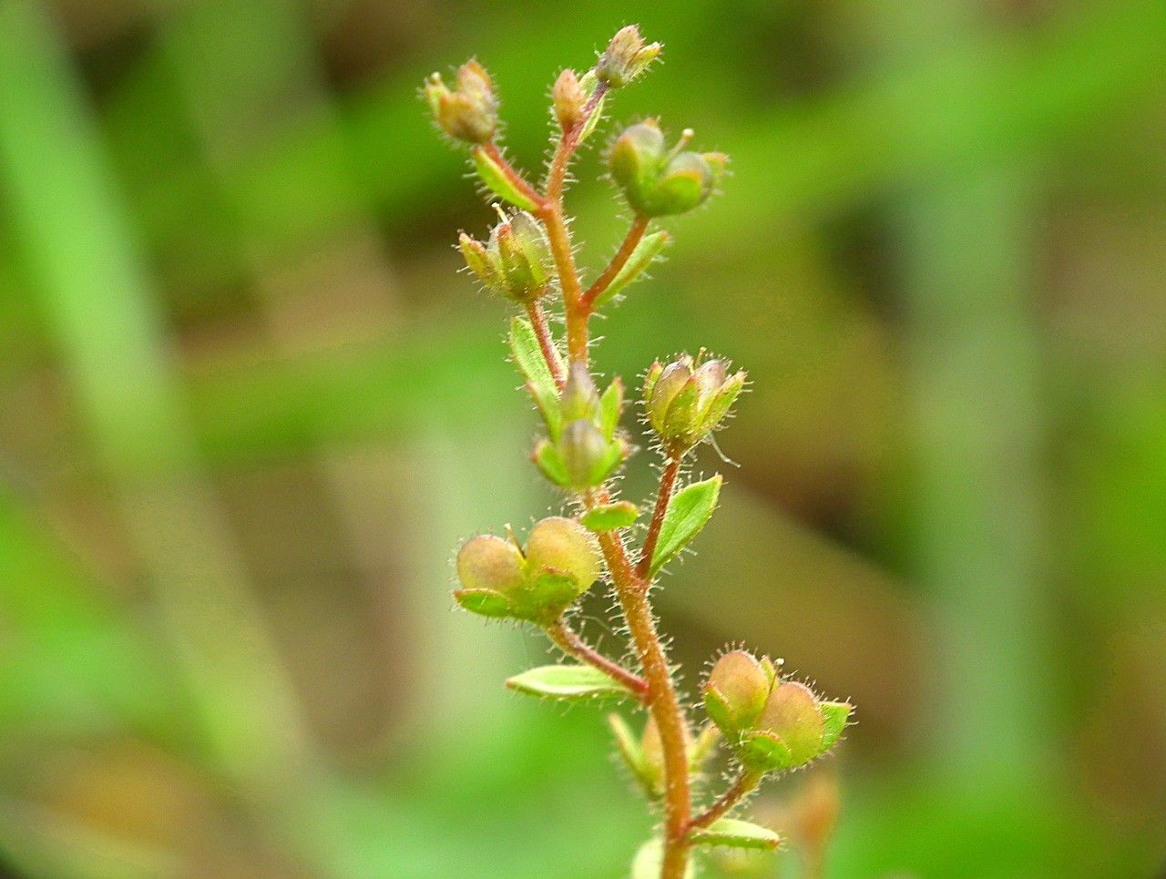 Taken May 22, 2013 by Tela Botanica − Jacques Maréchal (cc-by-sa)