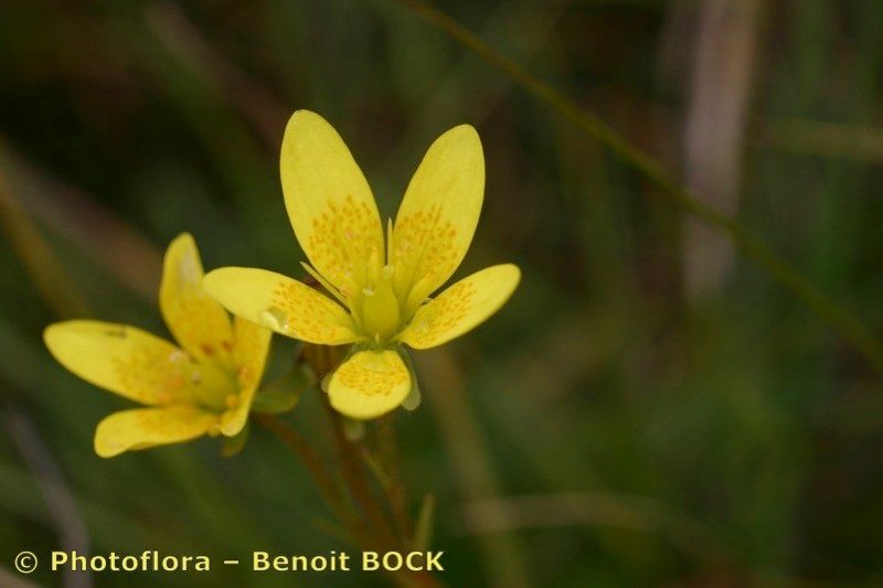 Taken Aug 15, 2006 by Photoflora - Benoit BOCK (©)