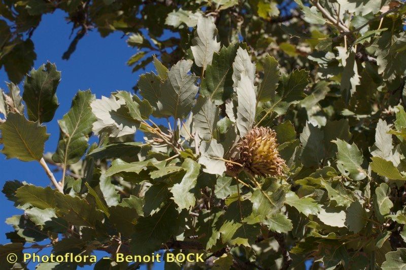 Taken Oct 15, 2019 by Photoflora - Benoit BOCK (©)