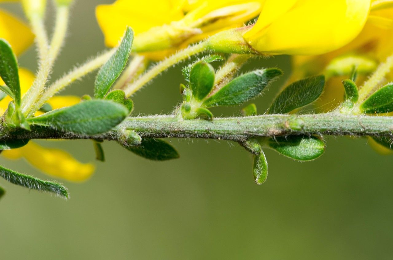 Taken May 16, 2013 by Tela Botanica − Jean-Jacques HOUDRÉ (cc-by-sa)