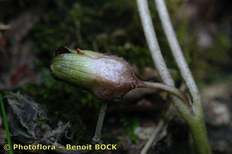 Taken Aug 15, 2005 by Photoflora - Benoit BOCK (©)