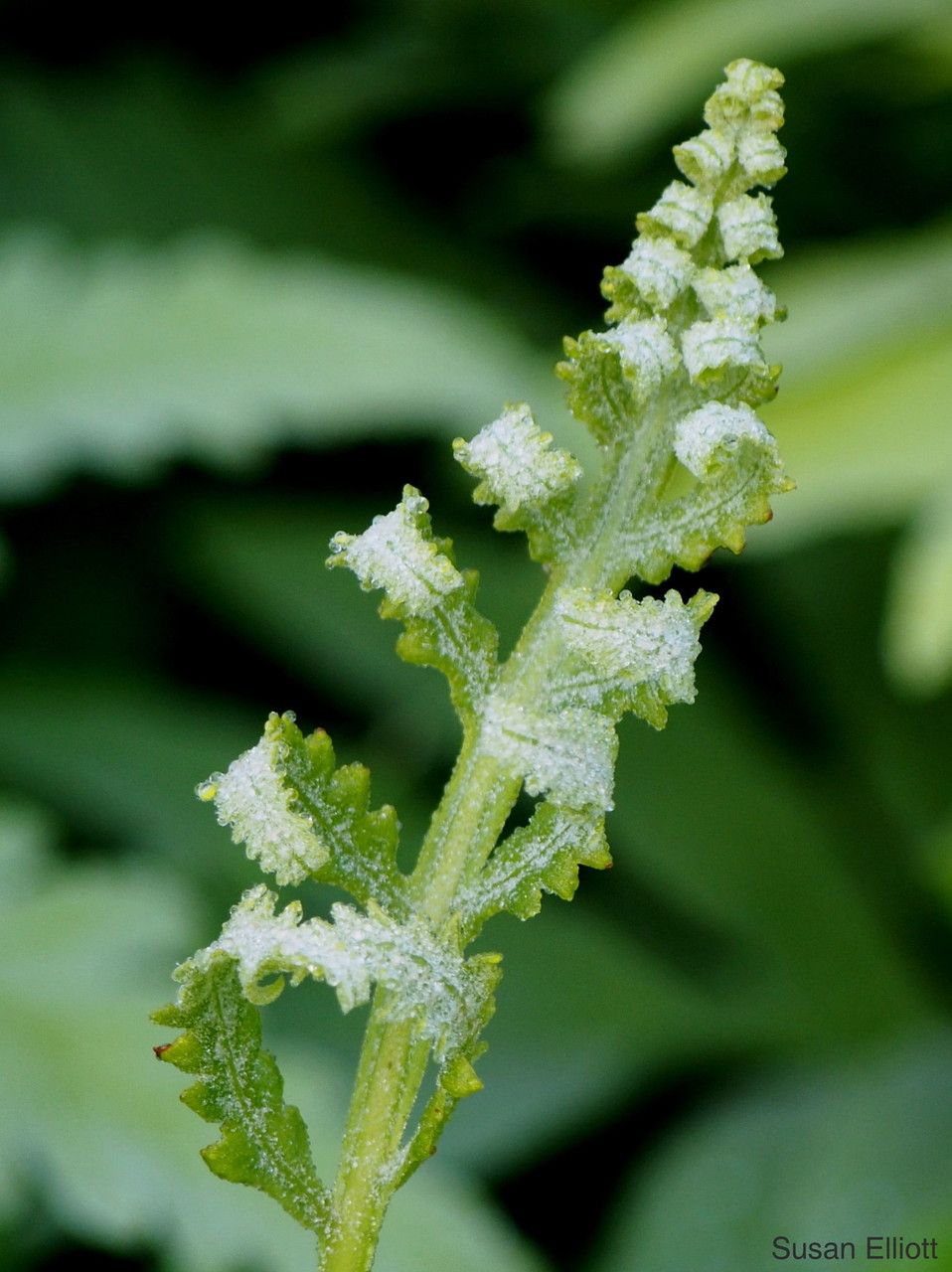 Plant Image 3