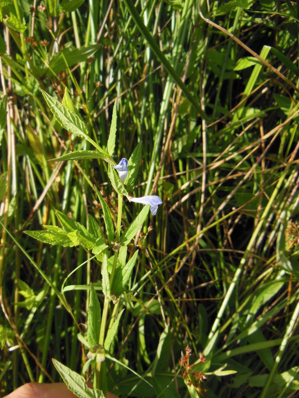 Taken Jul 2, 2014 by Tela Botanica − Quentin LEBASTARD (cc-by-sa)