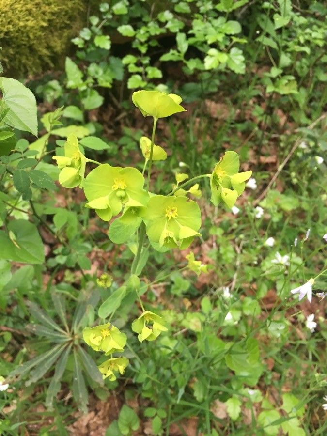 Wood spurge