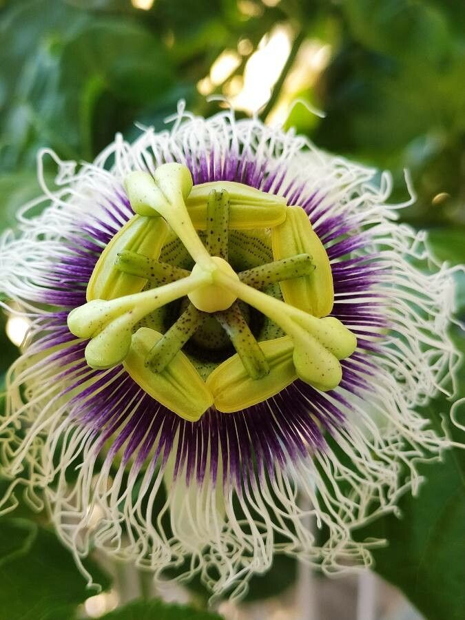 Passiflora edulis Sims, Maracuyá (Flora mundial) - Pl@ntNet identify