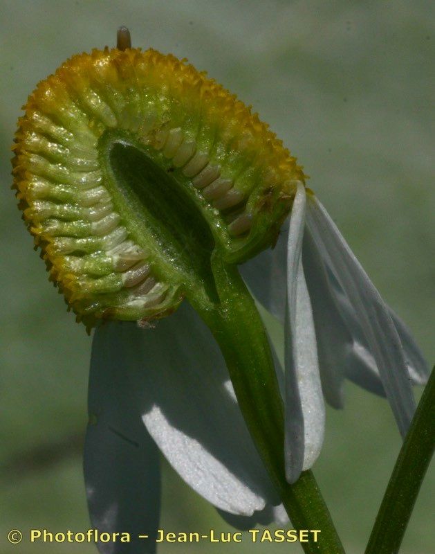 Taken Jul 15, 2004 by Photoflora - Jean-Luc TASSET (©)