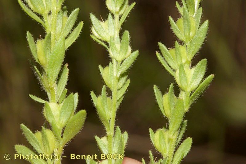 Taken Aug 15, 2018 by Photoflora - Benoit BOCK (©)