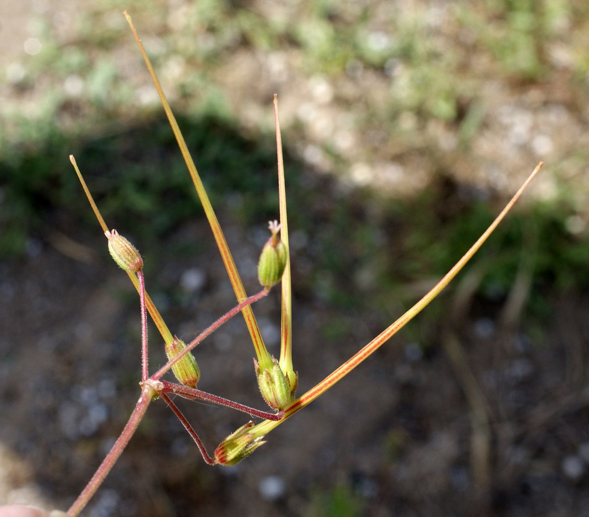 Taken May 29, 2014 by Tela Botanica − Liliane Roubaudi (cc-by-sa)