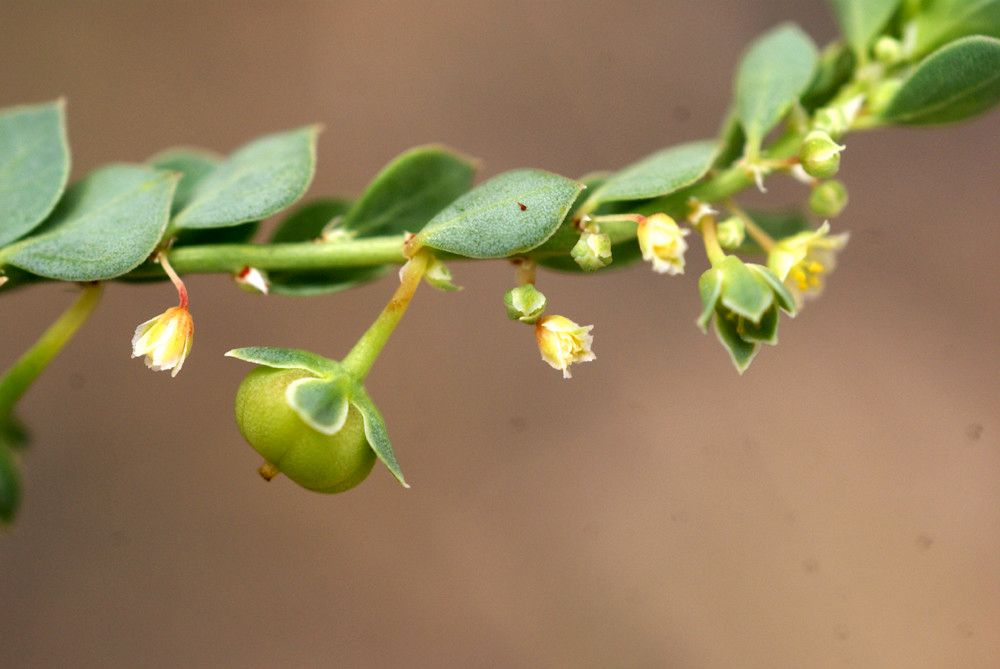 Taken Jul 29, 2011 by Tela Botanica − Liliane Roubaudi (cc-by-sa)