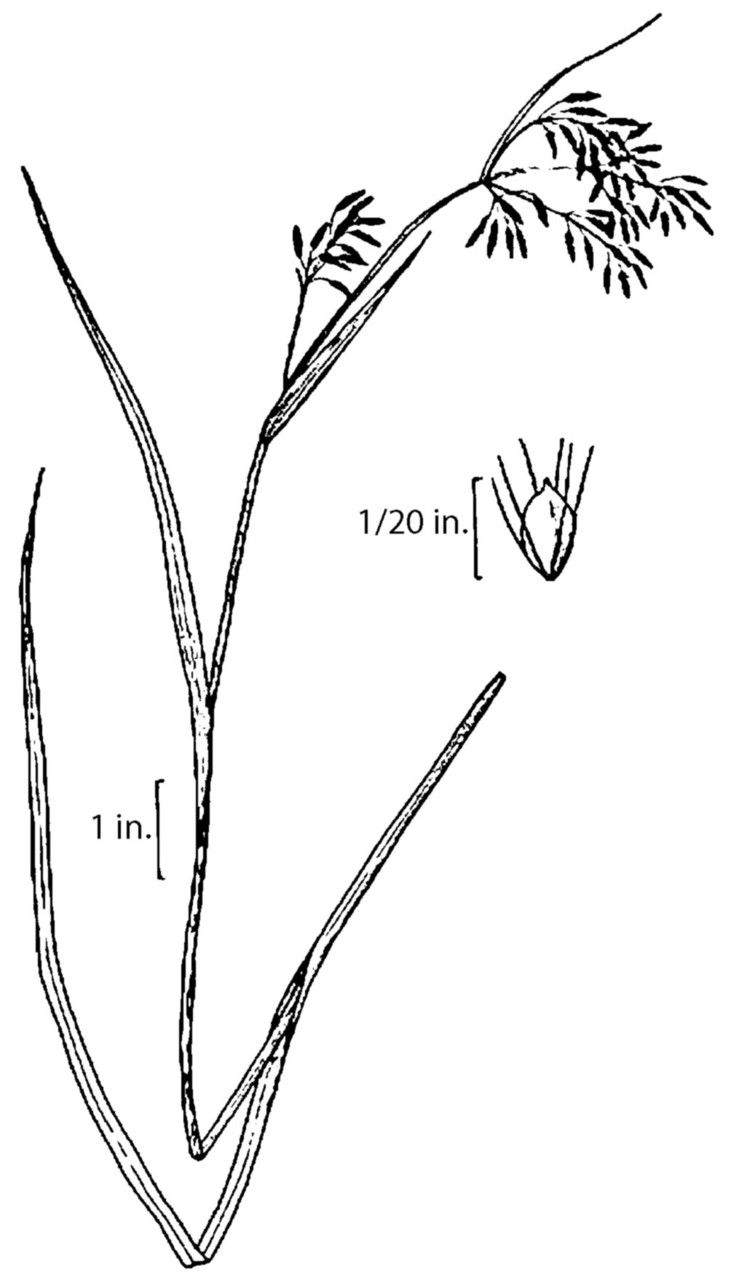 Taken Jan 1, 1900 by EOL − Mark Mohlenbrock, USDA NRCS. Wetland flora: Field office illustrated guide to plant species. USDA Natural Resources Conservation Service. Provided by NRCS National Wetland Team, Fort Worth, TX. (public)