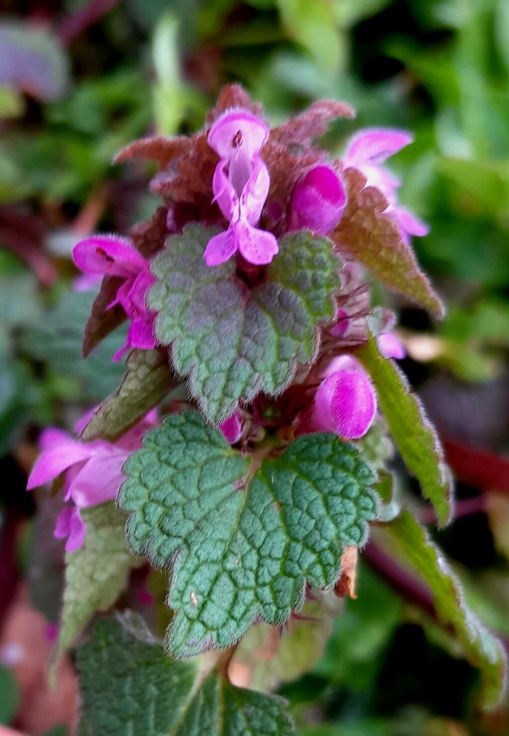 Observation: Lamium hybridum Vill. (Anatas Mar 11, 2023) Weeds - Pl ...