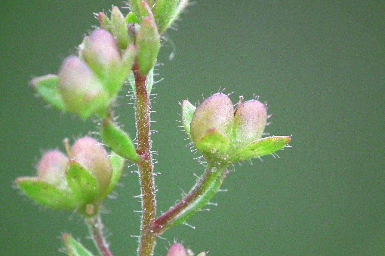 Taken May 22, 2013 by Tela Botanica − Jacques Maréchal (cc-by-sa)