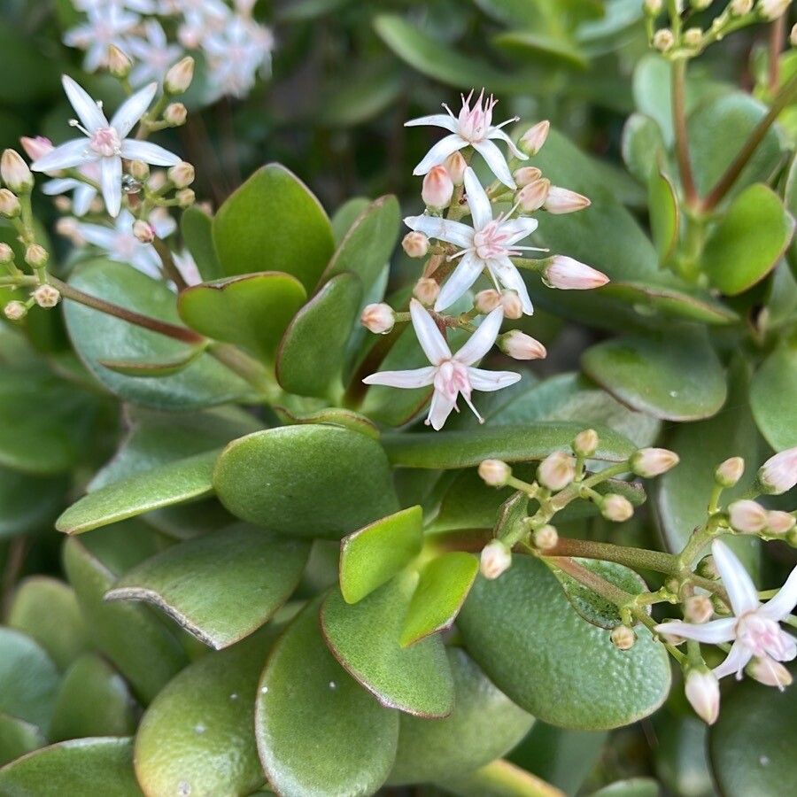 fleur ami, Árbol del dinero Crassula Ovata, planta artificial, 60 cm