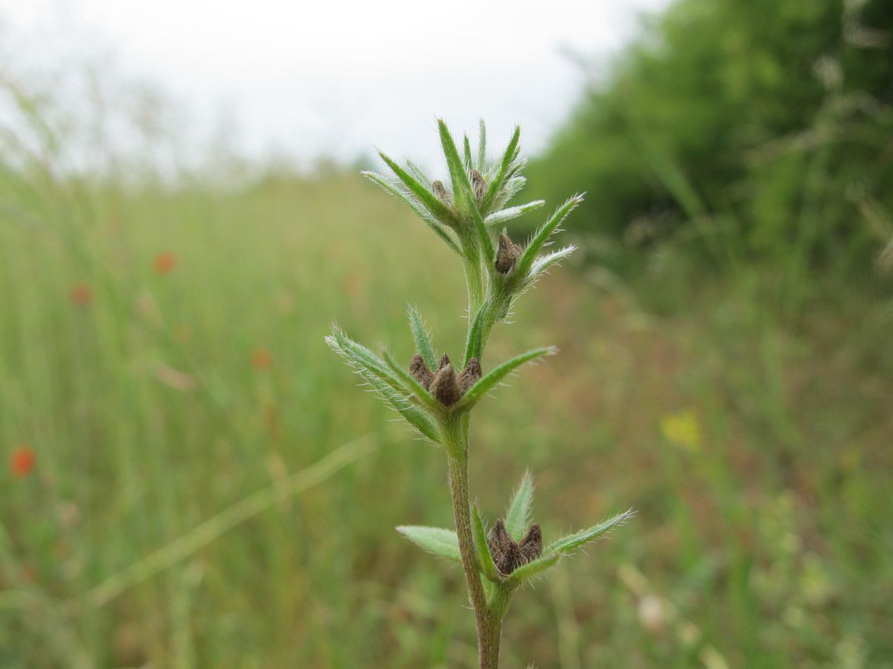 Taken Jun 1, 2011 by Tela Botanica − Hugues TINGUY (cc-by-sa)