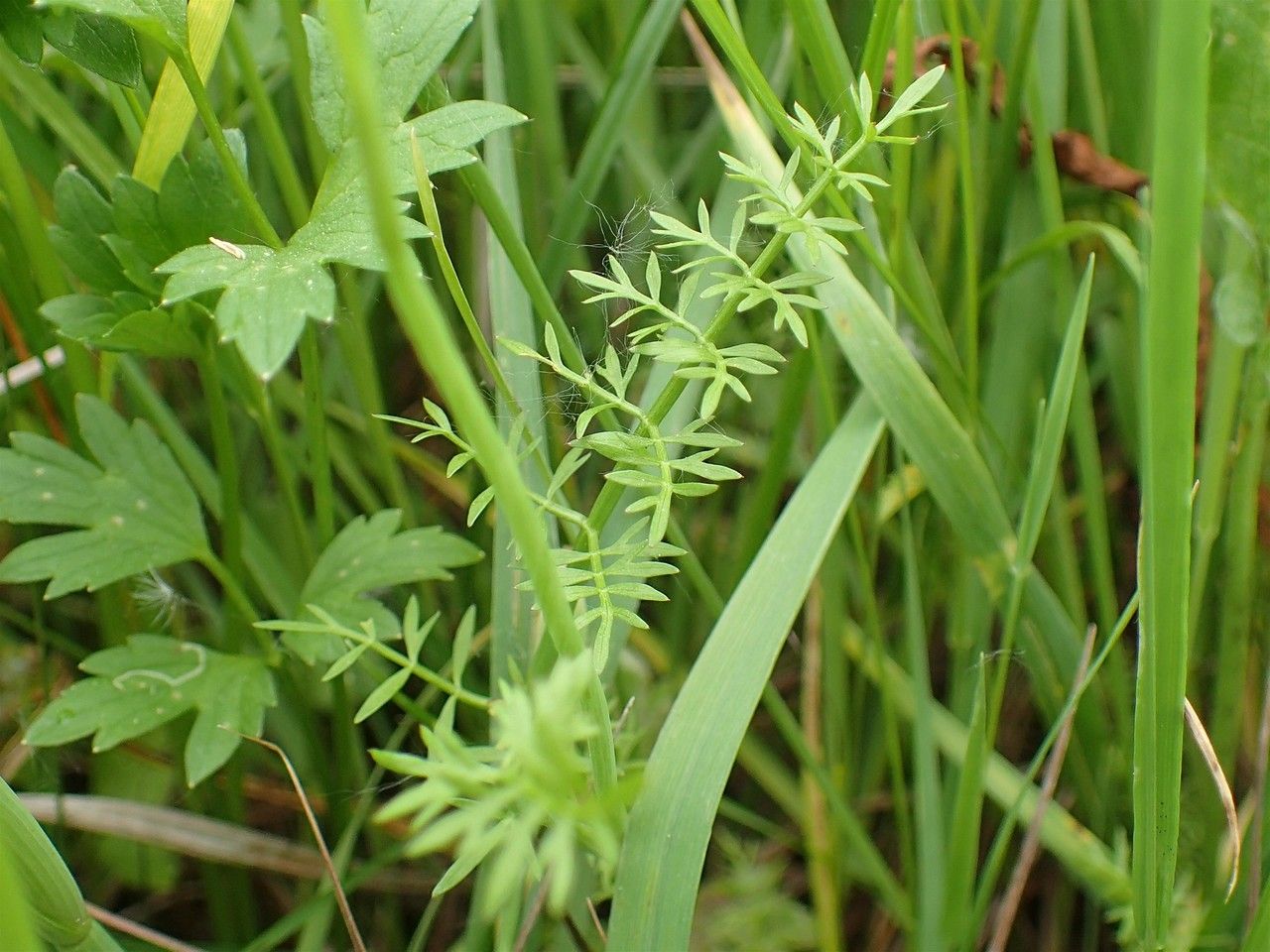 Tubular water-dropwort