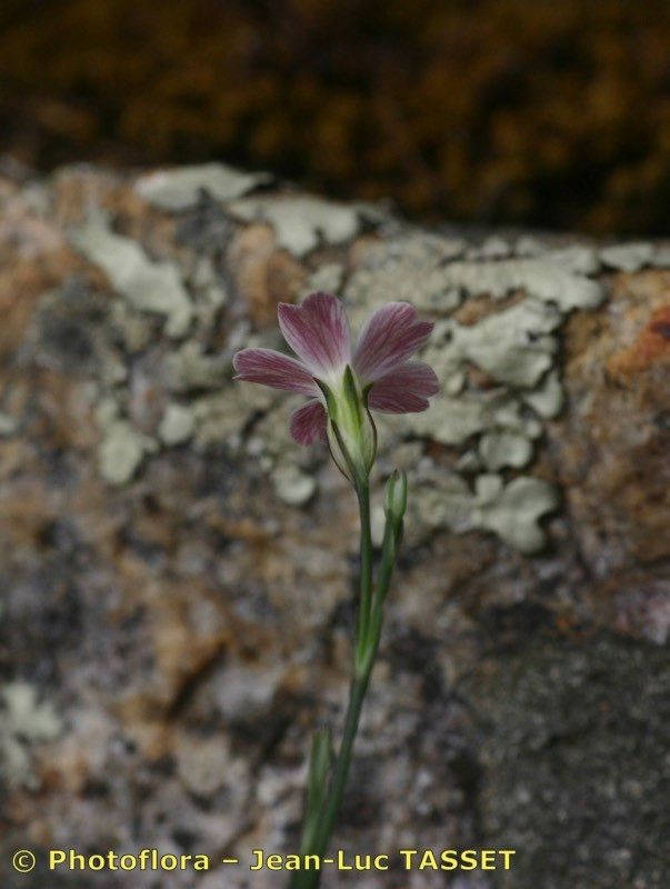 Taken May 15, 2005 by Photoflora - Jean-Luc TASSET (©)