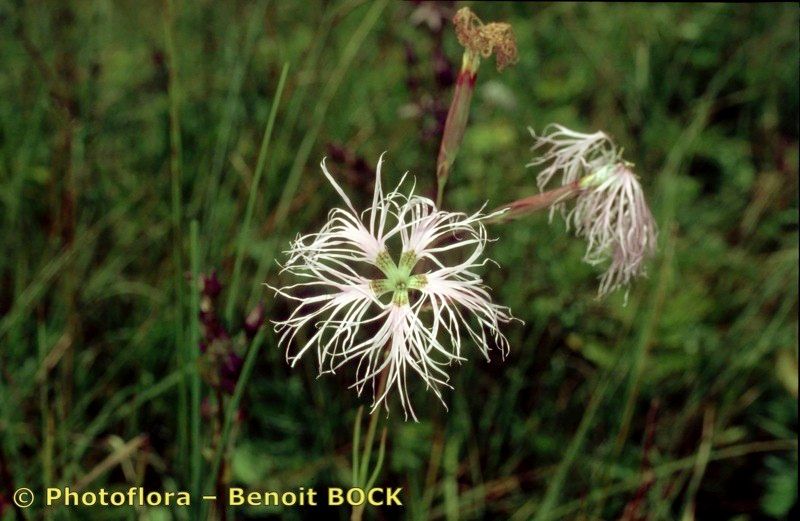 Taken Aug 15, 2001 by Photoflora - Benoit BOCK (©)