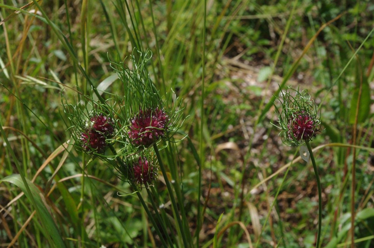 Taken Jul 1, 2014 by Tela Botanica − Jean-Luc Gorremans (cc-by-sa)