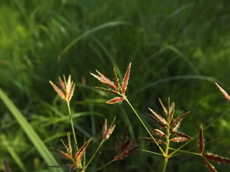 Taken Jul 18, 2013 by Tela Botanica − Florent Beck (cc-by-sa)