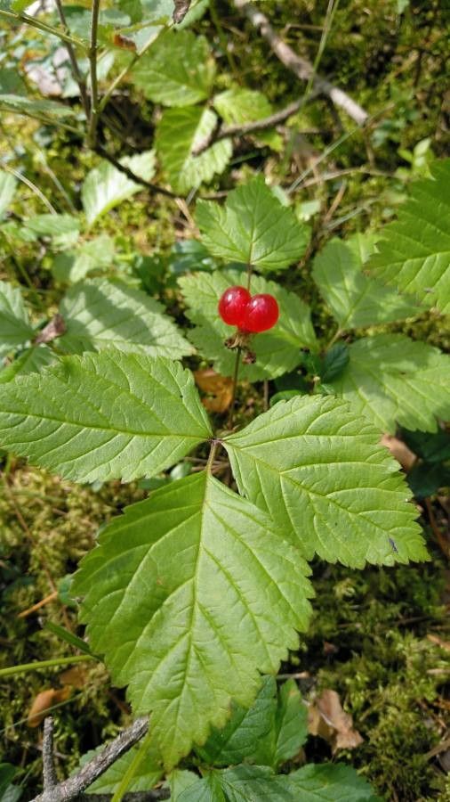 Rubus saxatilis L., Stone bramble (World flora) - Pl@ntNet identify