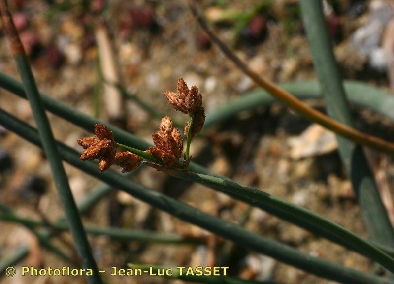 Taken Sep 15, 2004 by Photoflora - Jean-Luc TASSET (©)