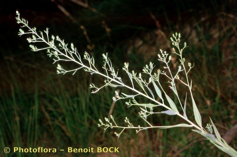 Taken Jul 15, 1999 by Photoflora - Benoit BOCK (©)