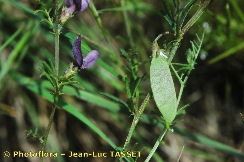 Taken Apr 15, 2002 by Photoflora - Jean-Luc TASSET (©)