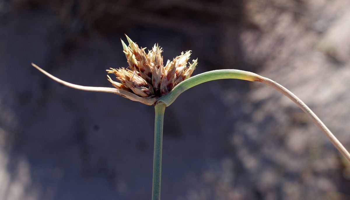 Taken May 1, 2015 by Tela Botanica − Liliane ROUBAUDI (cc-by-sa)