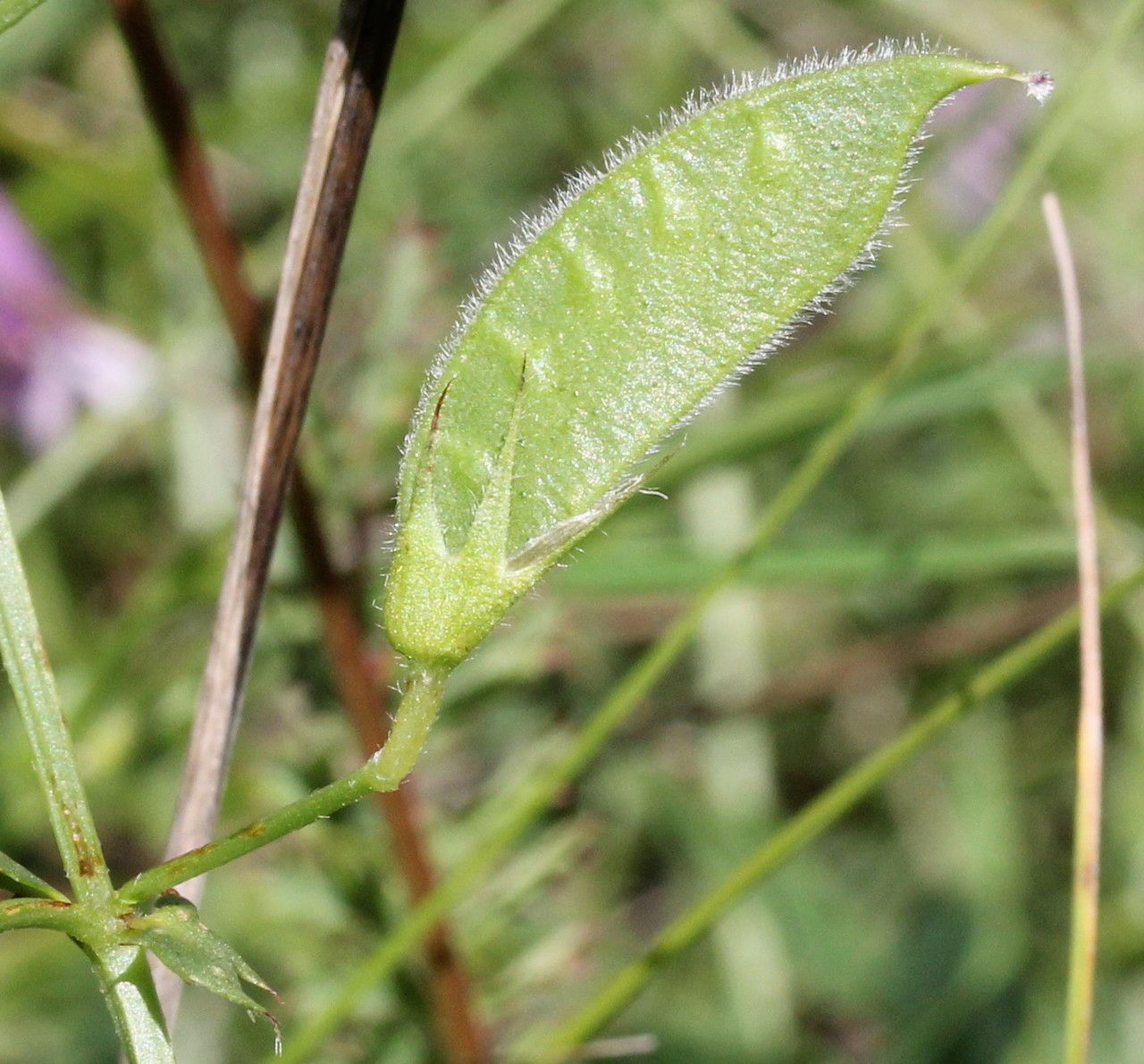 Taken Jun 5, 2014 by Tela Botanica − Marie PORTAS (cc-by-sa)