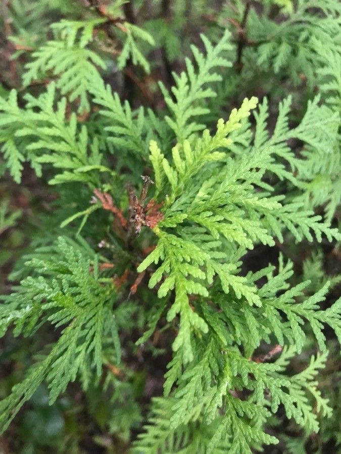 Observation: Thuja occidentalis L. (Kristina Inosencio Oct 3, 2021 ...