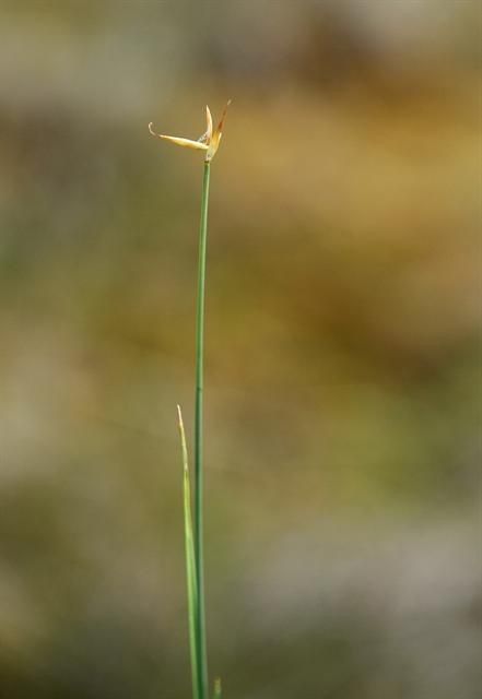 Taken Jan 1, 1900 by EOL − Encyclopedia of Life (cc-by-nc)