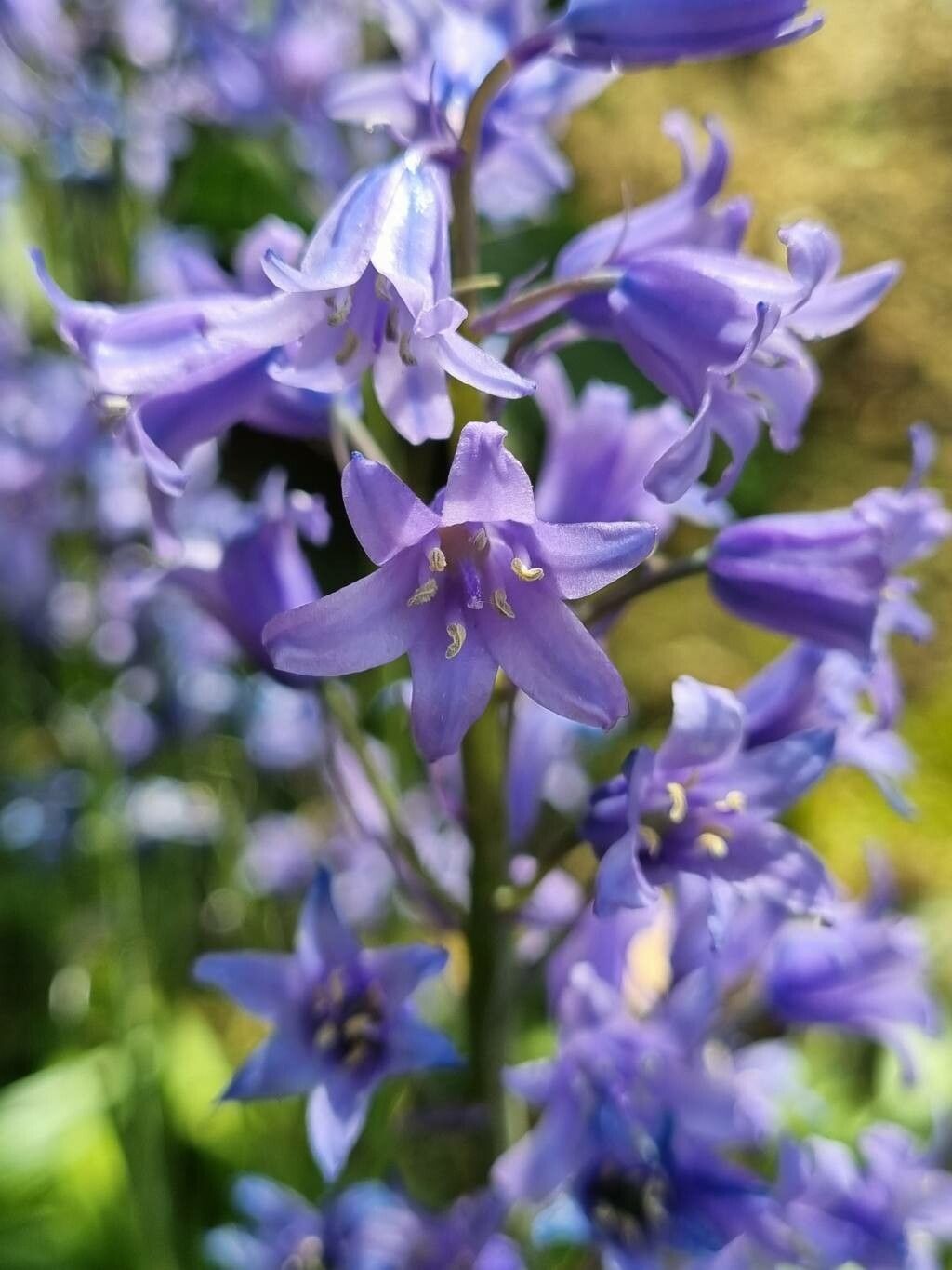 Hyacinthoides Massartiana Geerinck Hyacinthoides World Flora Pl Ntnet Identify