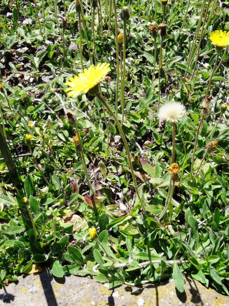 Glaucous fox-and-cubs