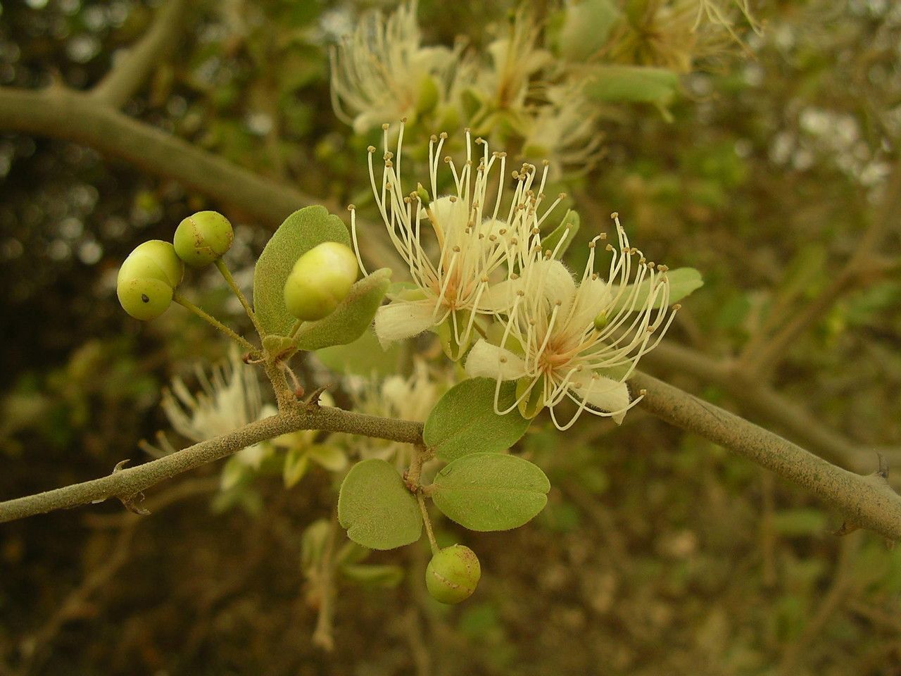 Taken Mar 31, 2010 by Tela Botanica − Sylvain PIRY (cc-by-sa)