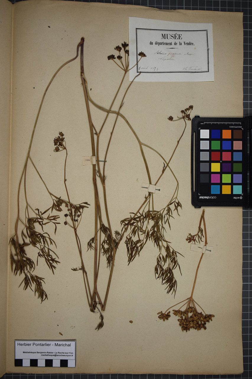 Taken Aug 5, 1873 by Tela Botanica − Herbier PONTARLIER-MARICHAL (cc-by-sa)