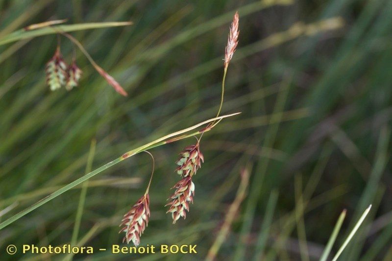 Taken Jul 15, 2010 by Photoflora - Benoit BOCK (©)