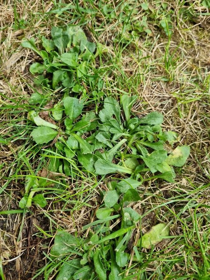 Observation: Bellis perennis L. (Wolfgang Pueschel Aug 26, 2021) Weeds ...