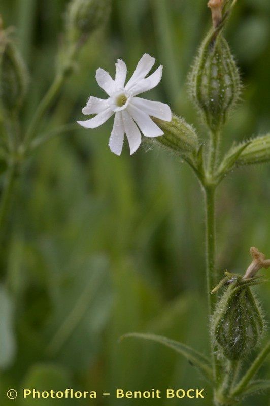 Taken Jul 15, 2012 by Photoflora - Benoit BOCK (©)