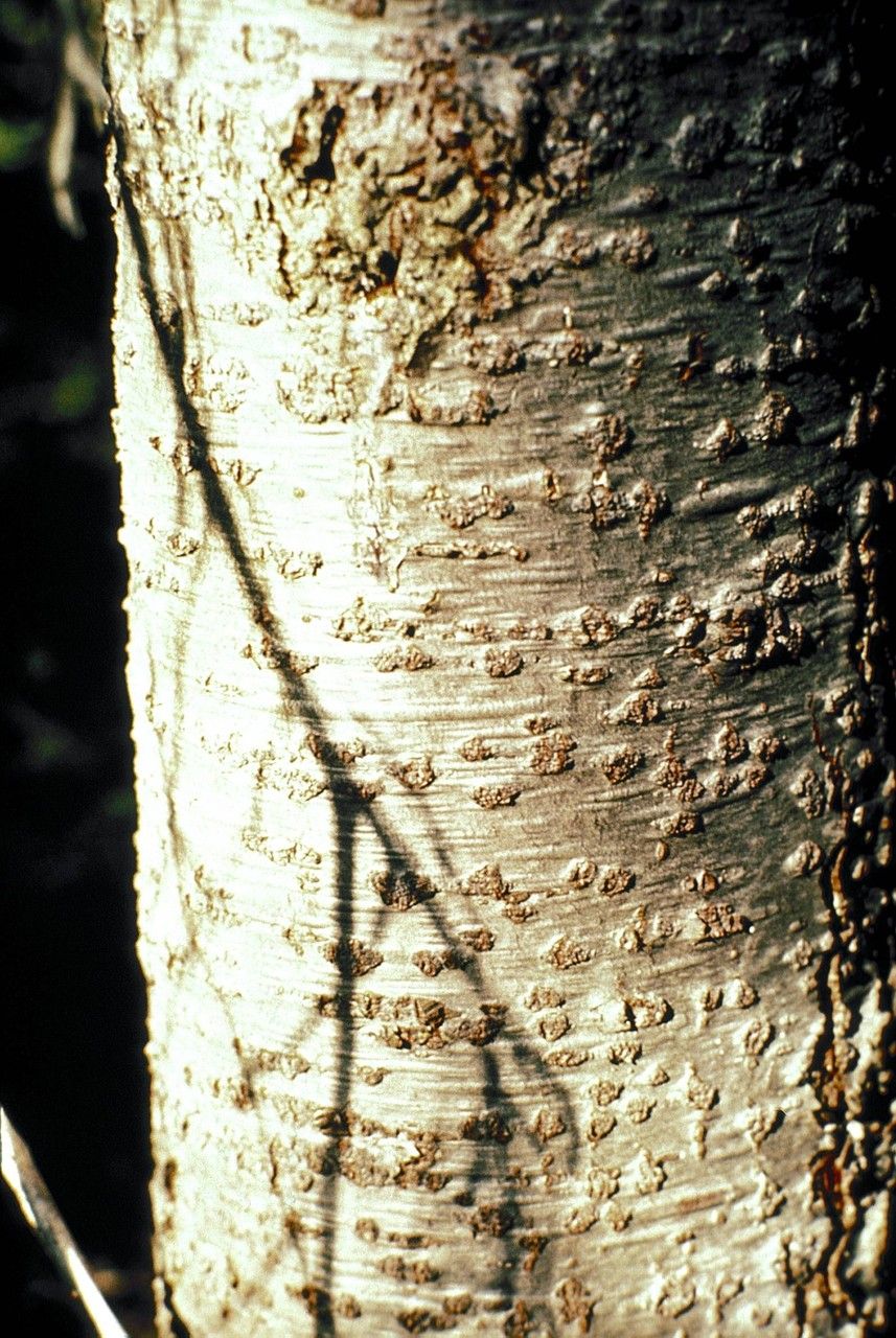 Taken Jan 1, 1900 by EOL − WVU Herbarium (cc-by-nc-sa)