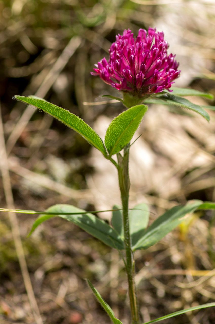 Taken Jun 21, 2015 by Tela Botanica − Jean-Jacques HOUDRÉ (cc-by-sa)