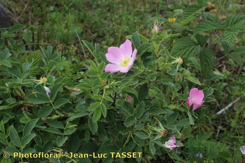 Taken Jul 15, 2018 by Photoflora - Jean-Luc TASSET (©)