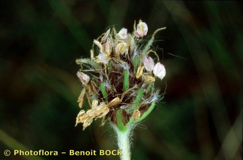 Taken Jul 15, 2002 by Photoflora - Benoit BOCK (©)