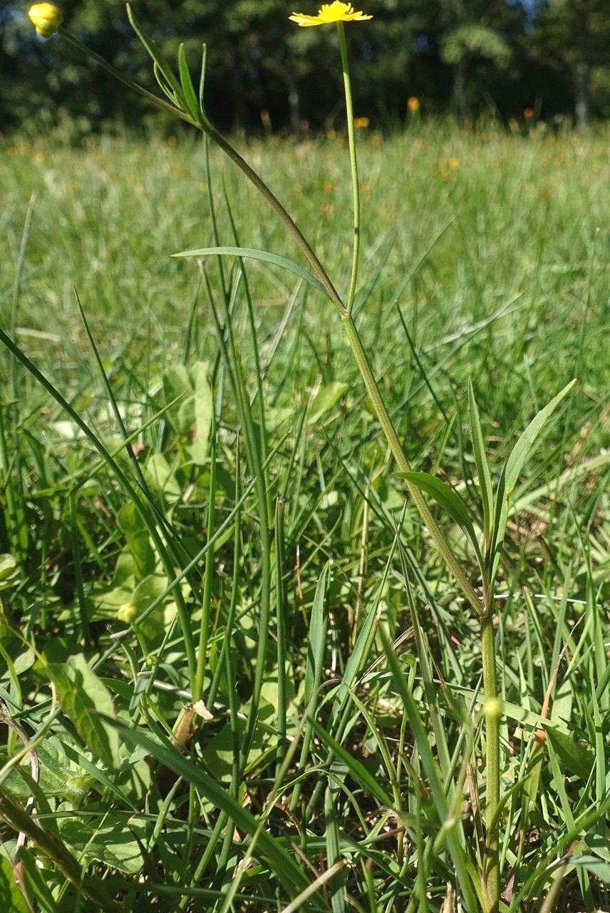 Lesser spearwort