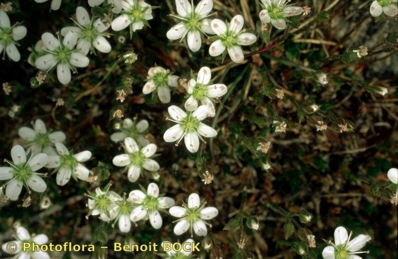 Taken May 15, 1998 by Photoflora - Benoit BOCK (©)