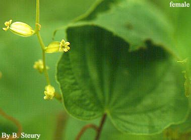 Taken Jan 1, 1900 by EOL − Smithsonian Institution, National Museum of Natural History, Department of Botany (cc-by-nc-sa)